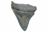 Serrated, Juvenile Megalodon Tooth - South Carolina #370184-1